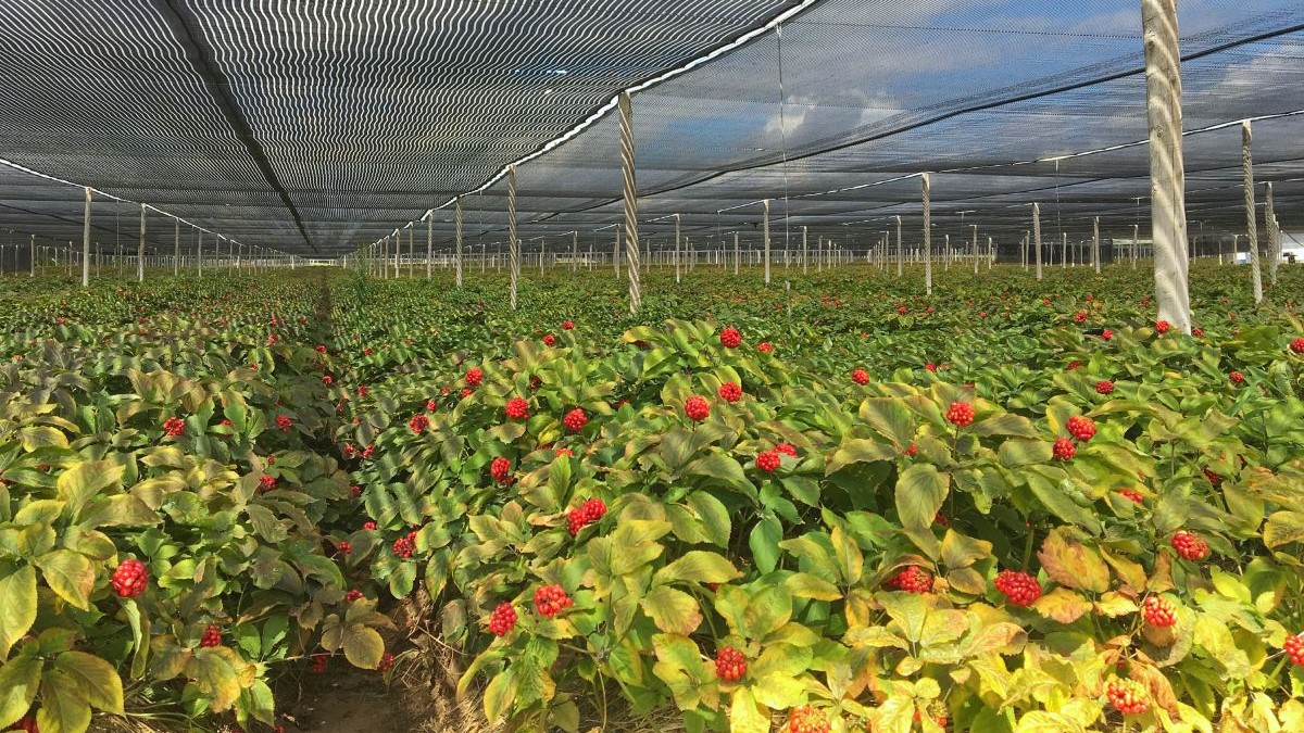 Plantație de ginseng, cu planta verde având flori de culoare roșie și o plasă montată deasupra întregii plantații