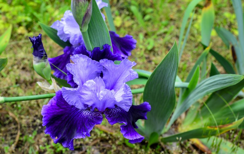 Iris - plantare și îngrijire. Cum să stea înflorit mai mult timp