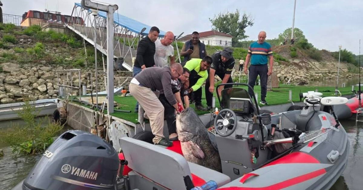 Un grup de pescari se chinuie să scoată din barcă un somn uriaș de 2,8 metri, 150 de kg, Varna, Bulgaria