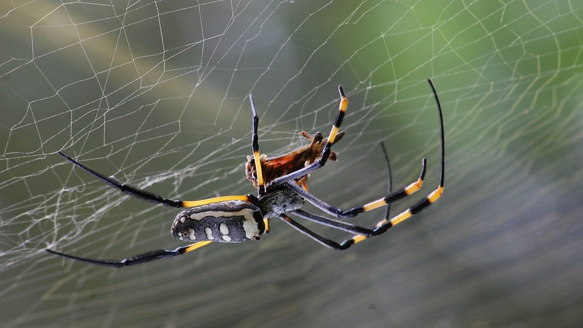 Cum scăpăm de înțepăturile insectelor - păianjen