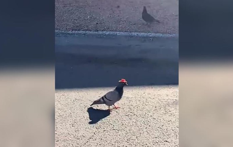 Porumbei cu pălării de cowboy în miniatură au fost văzuți pe străzile din Las Vegas. Nimeni nu-și explică aparițiile neobișnuite