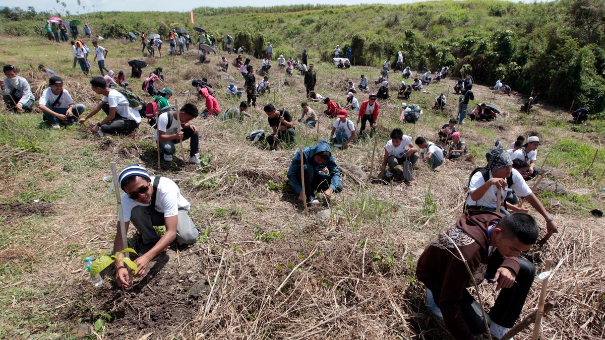 O nouă lege în Filipine impune studenților plantarea a câte 10 copaci drept condiţie de absolvire