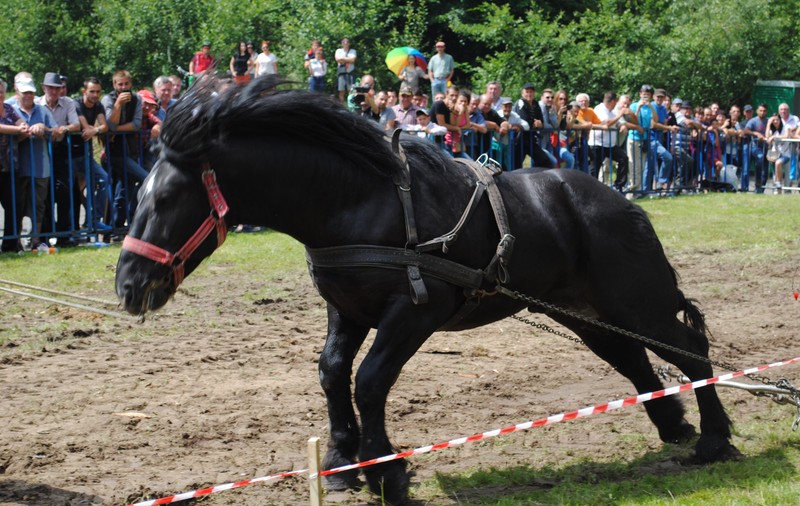 Mii de oameni, la Zilele Râșnovului! Ce cascadorii au admirat | FOTO