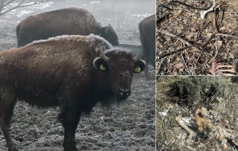 Ferma unde au murit 214 animale ieșea bine la controale. Șefa Poliției Animalelor Cluj era căsătorită cu managerul țarcului