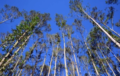Pădure de eucalipt. Sursă foto: Getty Images