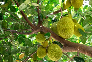 Arborele de jackfruit