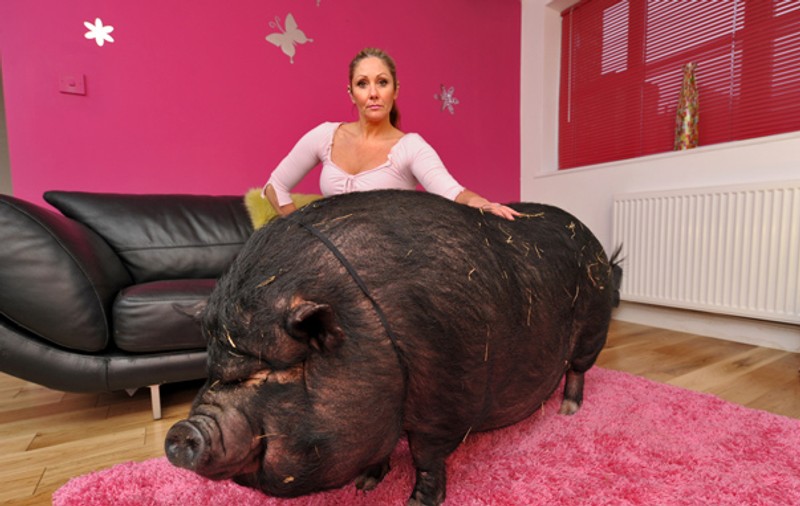 A crezut că își ia microporc și acum trăiește în casă cu un porc de 107 kg! FOTO