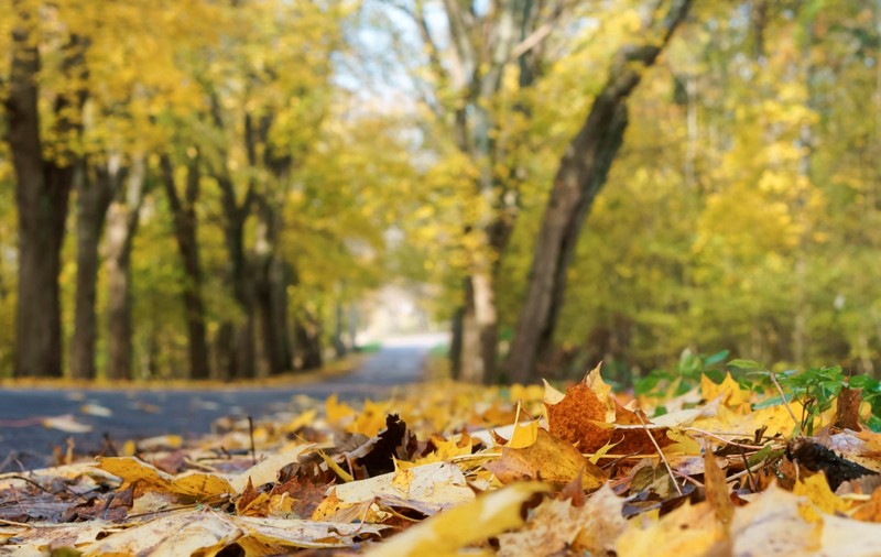 Prognoza meteo pentru următoarele patru săptămâni. Cum va fi vremea în octombrie