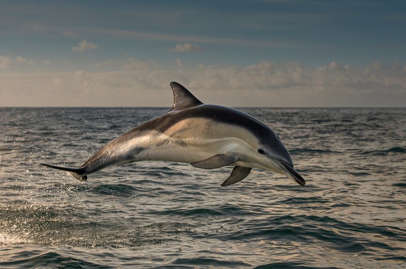Dolphin jumping over water,Image: 295409165, License: Royalty-free, Restrictions: Specifically, you may not use the Images in ways or contexts that might reasonably be construed as pornographic, defamatory, libellous or otherwise unlawful; Specifically, you may not use images depicting any model in any unduly controversial or unflattering context, unless accompanied with a statement indicating that the person is a model and the images are being used for illustrative purposes only., Model Release: no