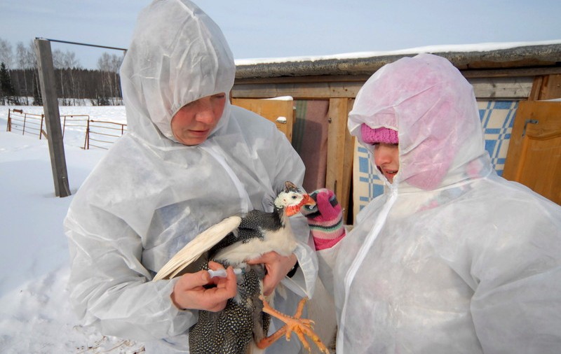 Rusia anunță că a depistat șapte cazuri de gripă aviară la oameni