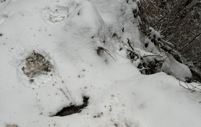 Poliția a reținut 11 ucraineni care încercau să treacă granița în România: „Erau urmăriți de un urs”