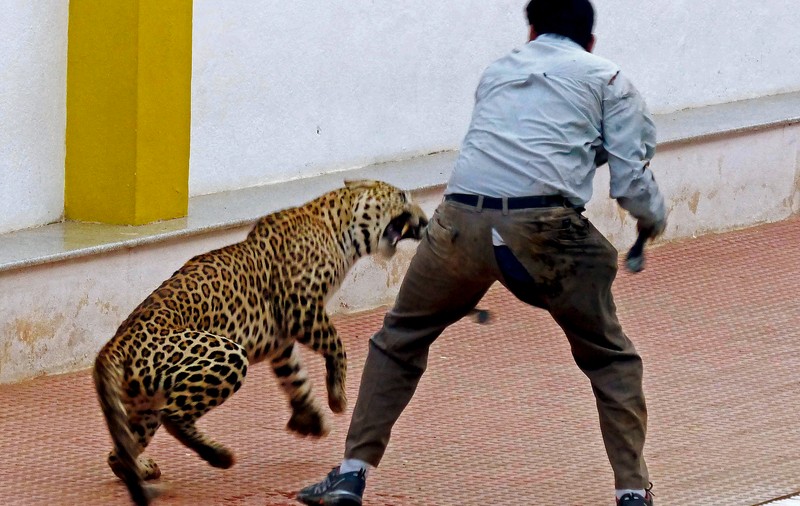 Un leopard a intrat într-un tribunal din India și a atacat mai multe persoane. Cel puțin șase oameni au fost răniți
