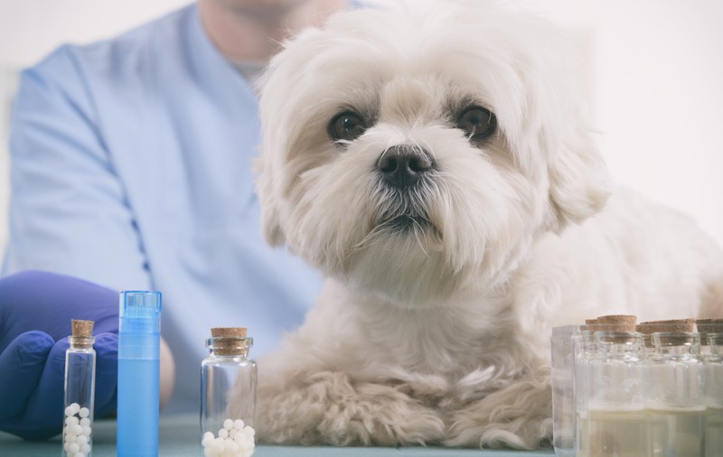 Ce salarii se câștigă în domeniul medicinei veterinare. Un frizer face mai mulți bani decât un medic