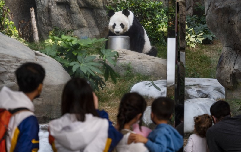 A murit An An, cel mai bătrân mascul panda uriaș din lume, la vârsta de 35 de ani