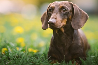 Cum arată un câine Dachshund