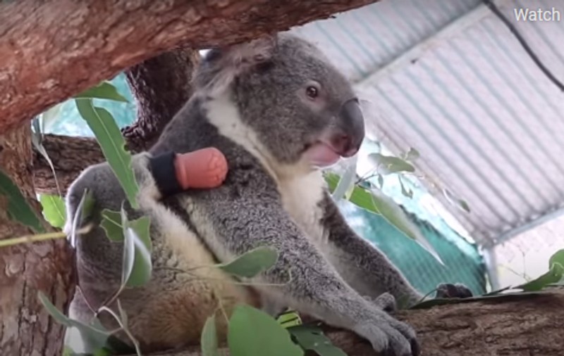 Imagini emoționante: Un urs koala născut fără un picior poate alerga și se poate cățăra cu o proteză realizată de un tehnician dentar