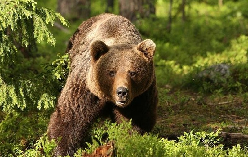 Bărbat atacat de urs în localitatea braşoveană Hârseni