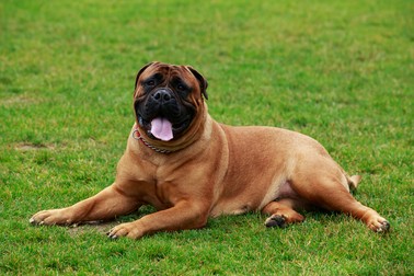 Cei mai frumoși câini - Bullmastiff