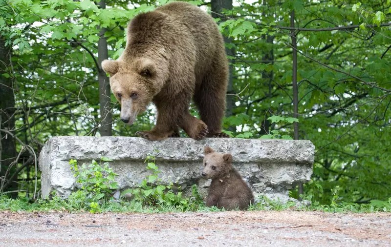 O familie din Galați a cerut ajutor la 112 după ce s-a întâlnit cu trei urși la Slănic Moldova