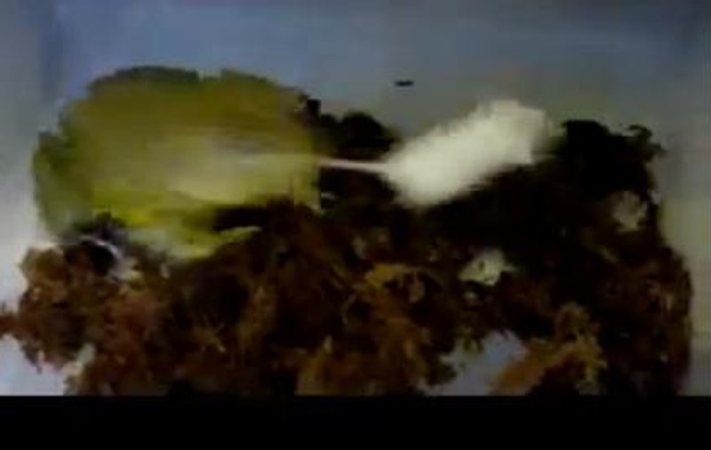 Imaginea pentru care trebuie să ai nervii tari: o broască-gigant mănâncă un şoarece dintr-o înghiţitură | VIDEO
