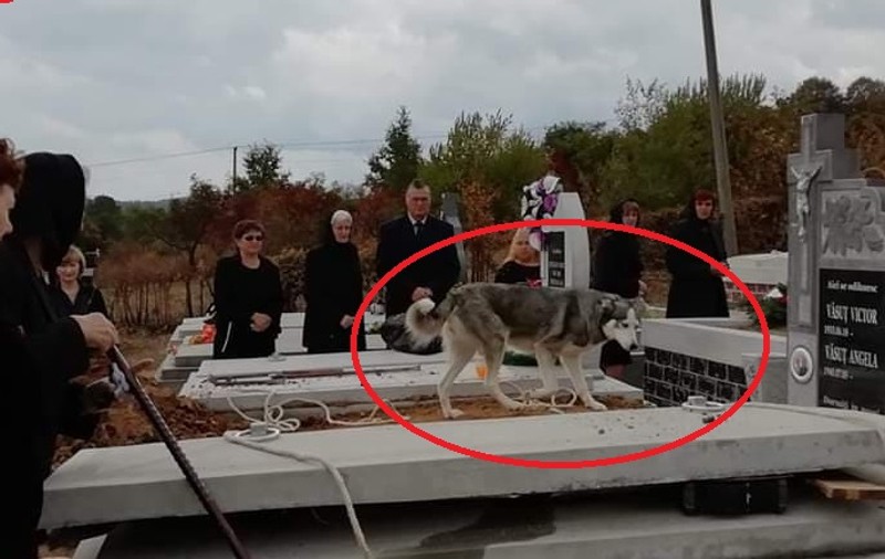 Fidelitate înduioșătoare. Un câine nu și-a părăsit stăpânul din Satu Mare nici după ce acesta a murit