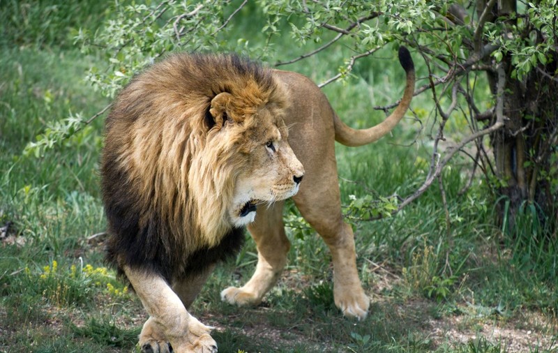 Un bărbat s-a luptat cu un leu care a scăpat de la o grădină zoologică din Turcia. „L-am apucat de gât și l-am strâns”