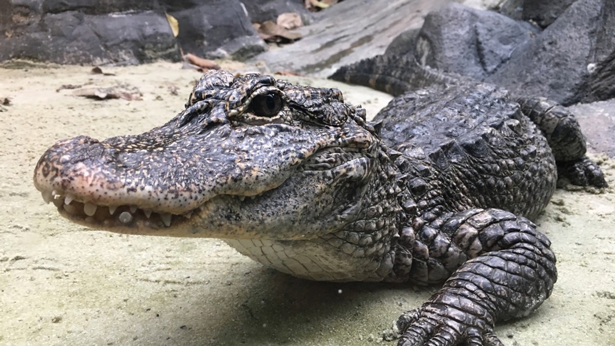 Un aligator orb a intrat într-o fabrică din China