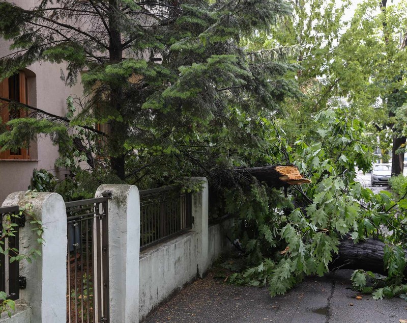 Zeci de copaci căzuți în București, vineri dimineață, după o vijelie. Capitala s-a aflat două ore sub alertă meteo de furtună