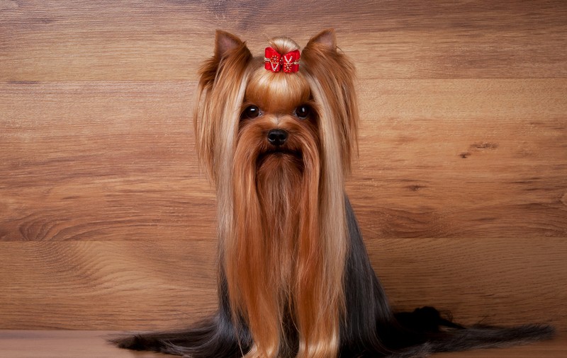 Yorkshire Terrier - ce personalitate are unul dintre cei mai jucăuși câini
