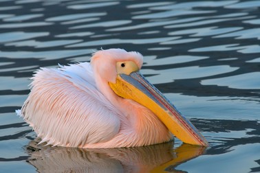 Specii de păsări din România - Pelecanus onocrotalus