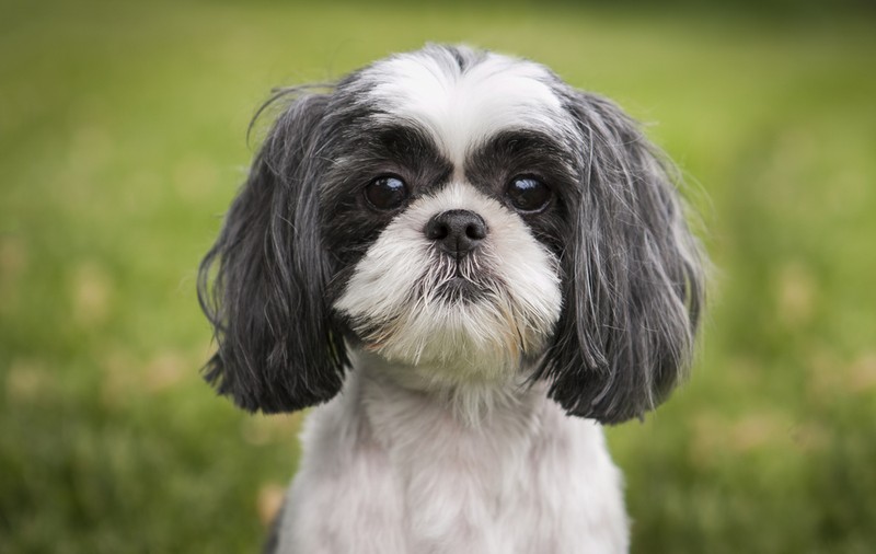Shih Tzu - cum se îngrijește un câine de rasă. Ce personalitate Câinele Leu
