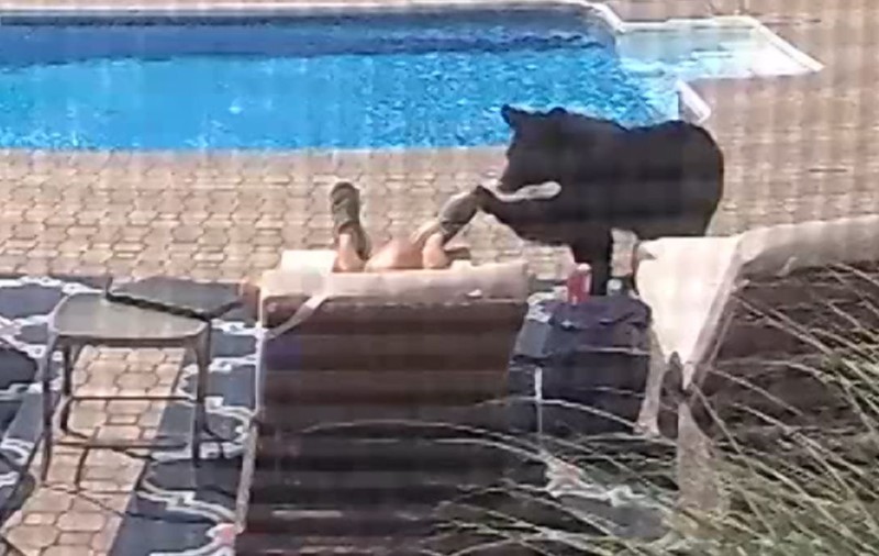 VIDEO VIRAL | Surpriză de proporții pentru un bărbat care dormea lângă piscină: a fost trezit de un urs