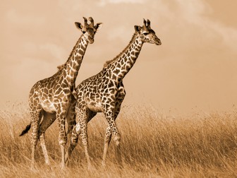 Împerecherea girafelor