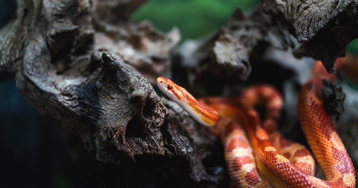 Un șarpe portocalaliu, numit Pantherophis guttatus sau corn snake pe o scorbură.