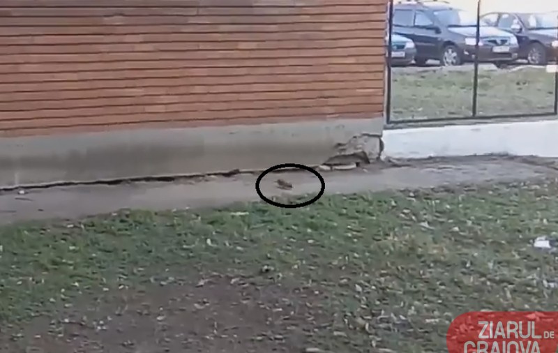 VIDEO | Șobolanii se plimbă în voie prin curtea spitalului din Caracal. Ce a spus managerul unității