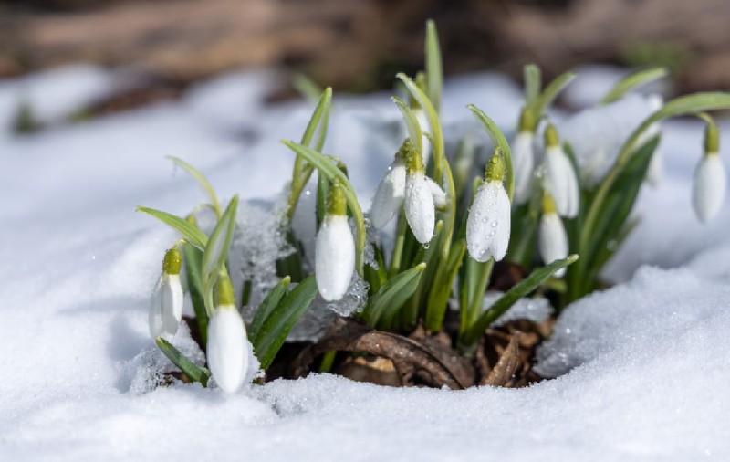 Vremea în perioada 9 martie - 5 aprilie 2026. Temperaturi neobișnuite în mai multe zone, săptămâna viitoare