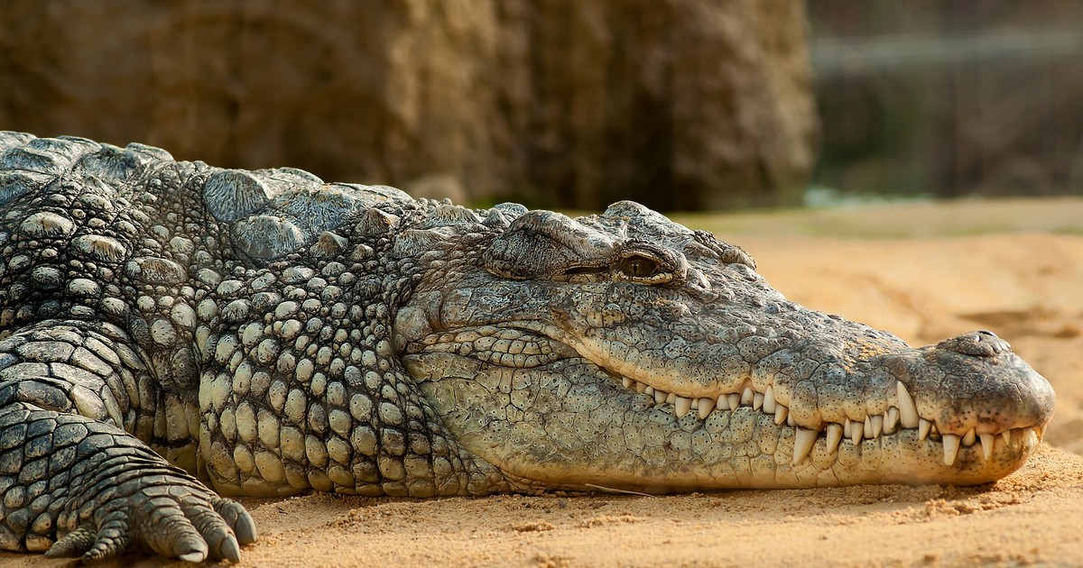 Crocodil
