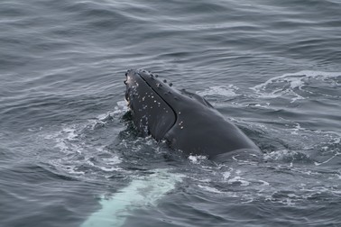 Animale care trăiesc la Polul Sud- Balene