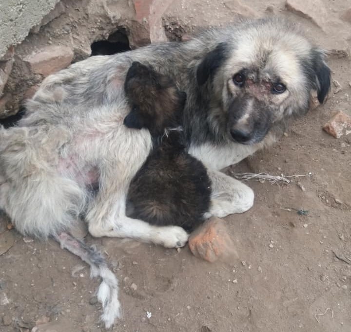 Nala și puiul ei au fost găsiți într-un șanț din Caragiale