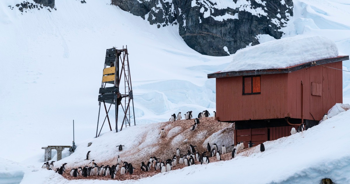 Pinguini Gentoo surprinși lângă baza de cercetare Almirante Brown, Antarctica.