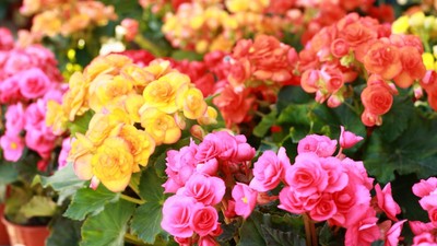 Begonia - plantare-ingrijire-inmultire