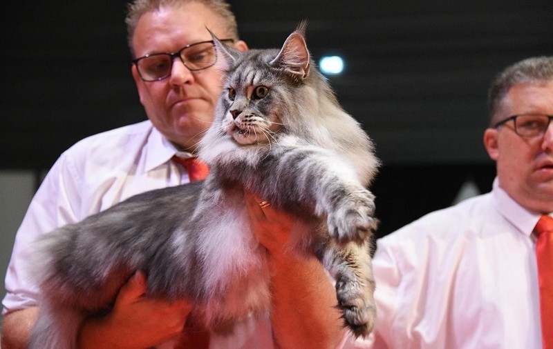 Un motan din rasa Maine Coon, crescut în România, a câştigat titlul de World Winner 2023 la o expoziţie din Franța