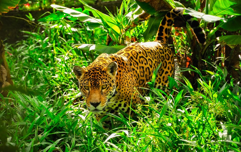 Animale care trăiesc în jungla amazoniană