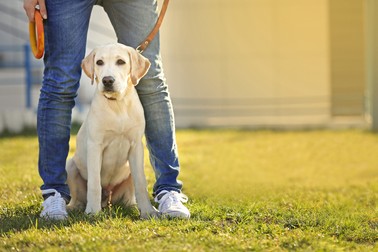 Cum se dresează câinii Labrador