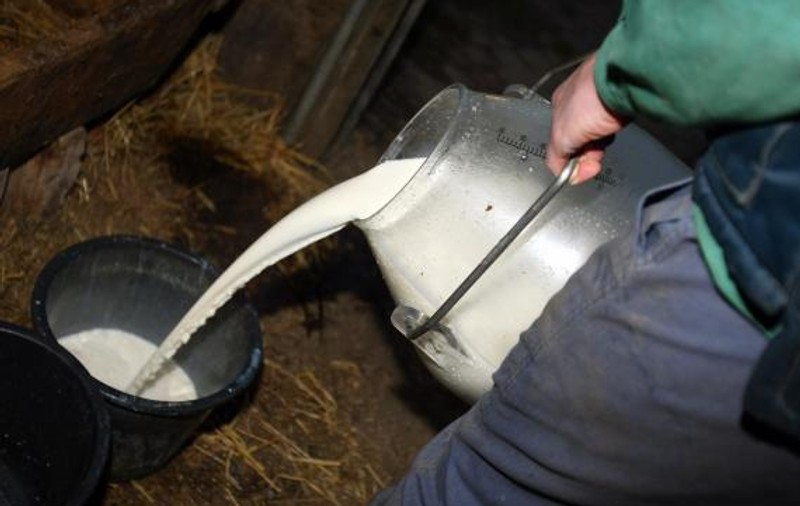 Laptele va fi etichetat ca "produs românesc" doar dacă este obținut exclusiv de la ferme din România!