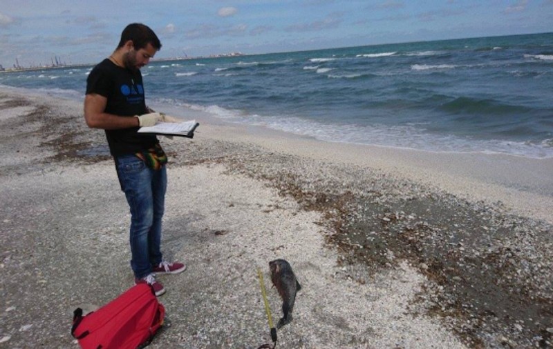 Pui de delfin, găsiți morți la Năvodari