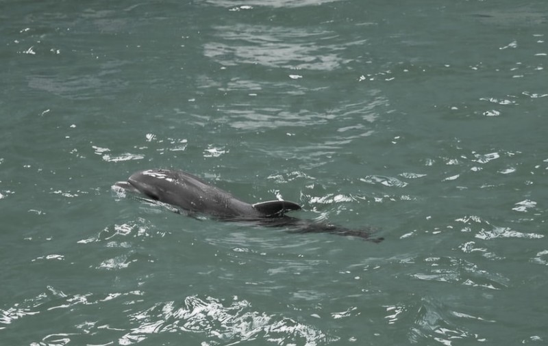A murit Baby, primul pui de delfin care s-a născut în captivitate în România. Ce au descoperit specialiștii