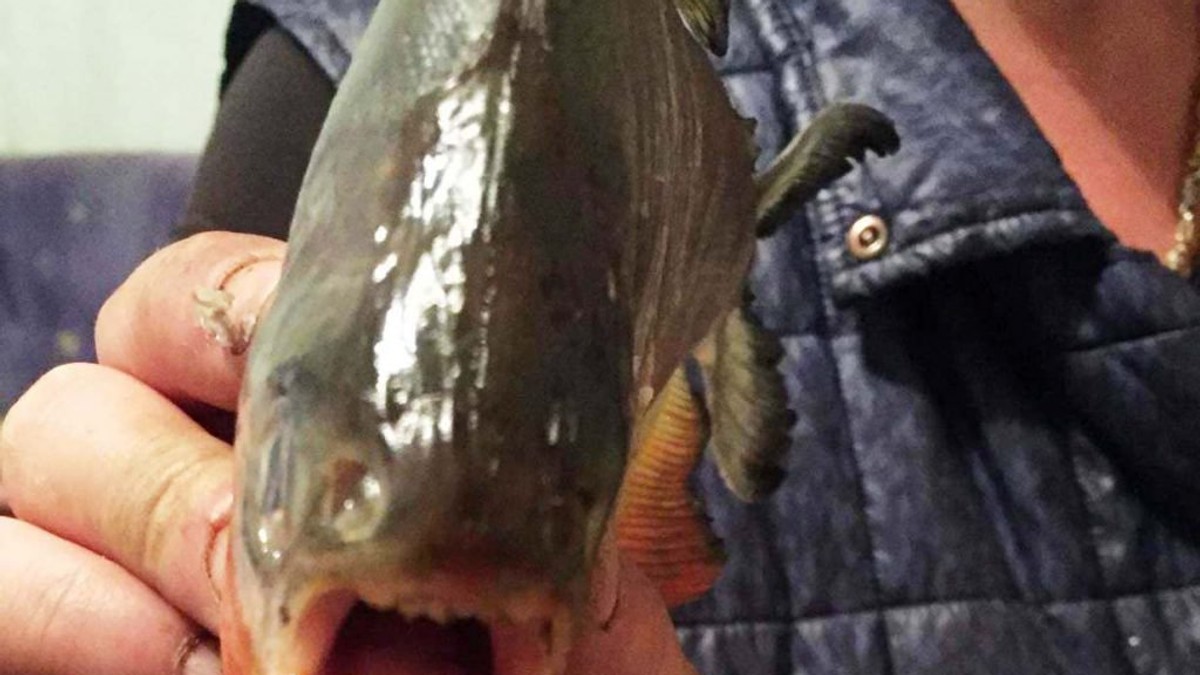 Peștii piranha găsiți în Maramureș erau de fapt din altă specie