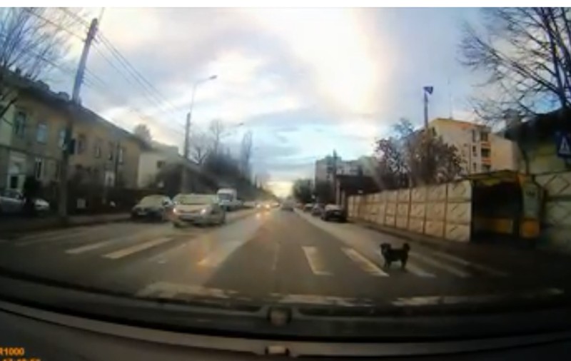 Lecție de educație rutieră ”predată” de un cățel din Ploiești. Imaginea a devenit virală