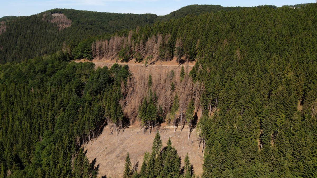INS: Suprafaţa pădurilor a crescut cu peste 9.000 de hectare anul trecut